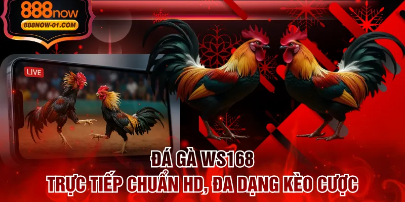 Đá Gà WS168 - Trực Tiếp Chuẩn HD, Đa Dạng Kèo Cược