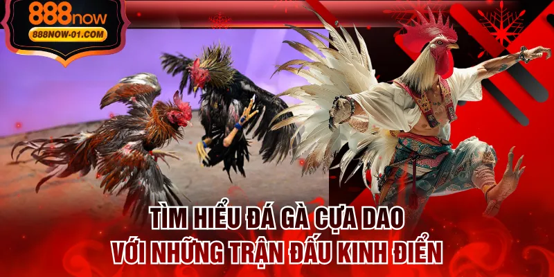 Tìm Hiểu Đá Gà Cựa Dao Với Những Trận Đấu Kinh Điển
